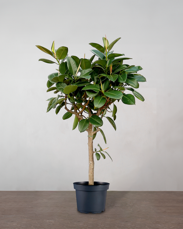 Opstammet Gummitræ - 260-280 cm