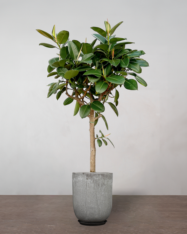 Opstammet Gummitræ - 260-280 cm