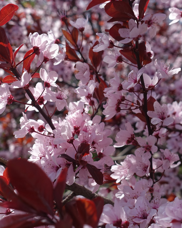 Opstammet Dværg Blodblomme - 90-110 cm