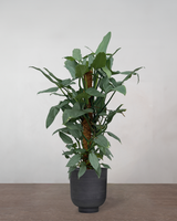 Opstammet Philodendron 'Silver Sword' - 140-160 cm