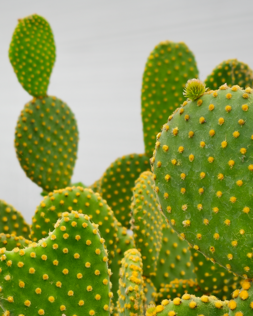 Mickey Mouse Kaktus, Opuntia microdasys