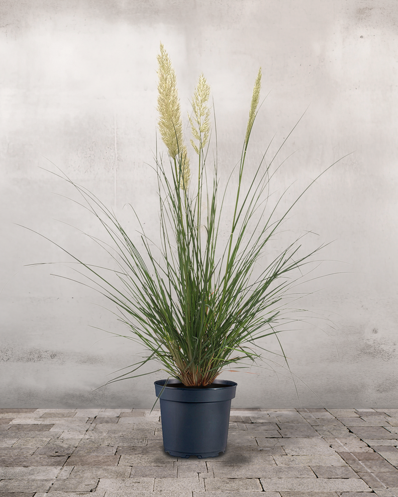 Pampasgræs Cortaderia 'Pumela' - 100-120 cm