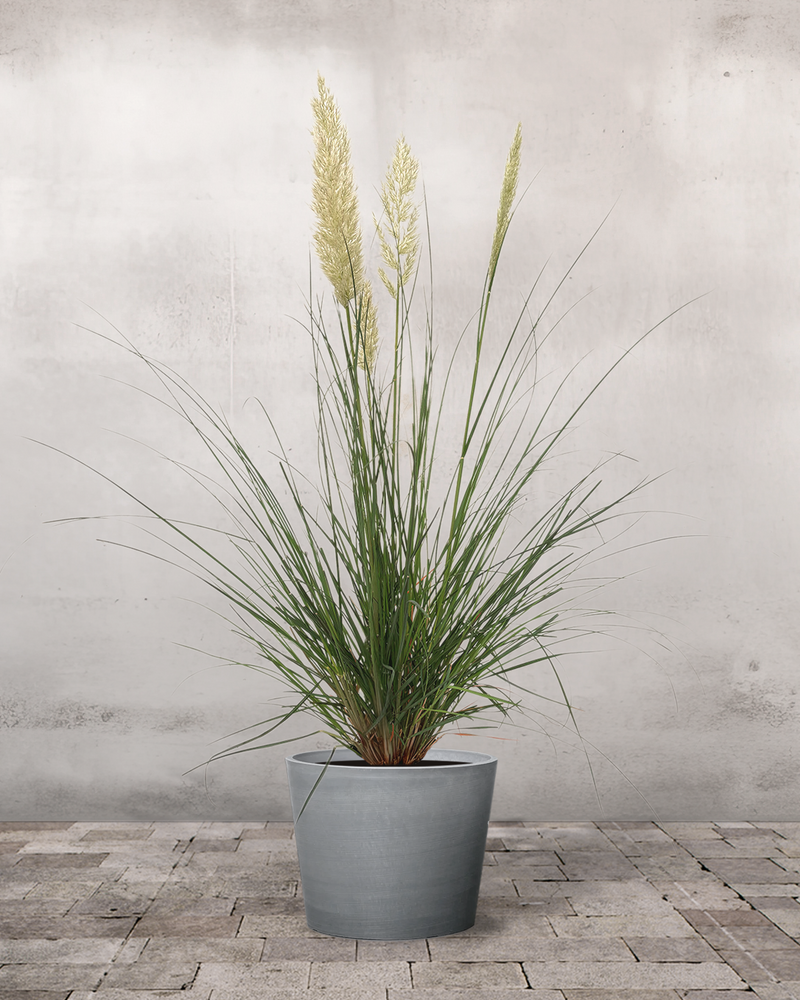 Pampasgræs Cortaderia 'Pumela' - 100-120 cm