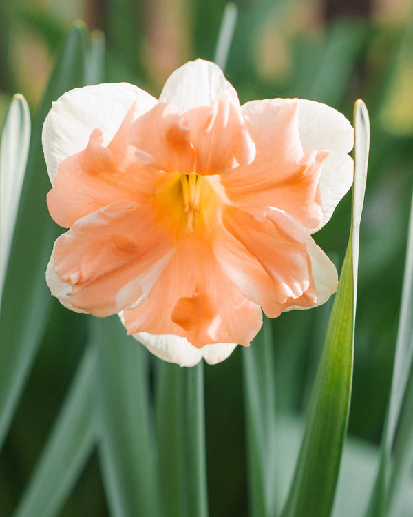 Påskelilje, Narcissus 'Apricot Whirl'  - 3 stk blomsterløg