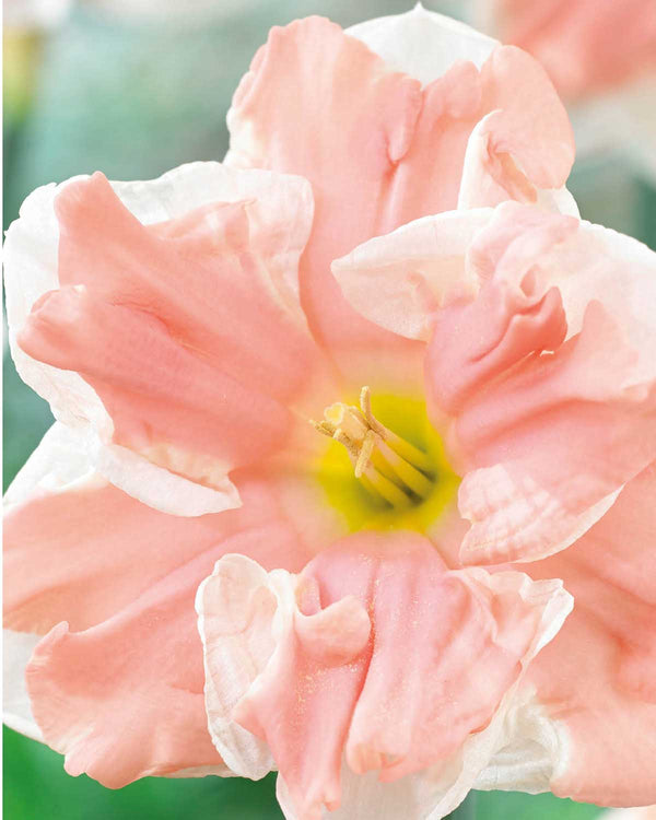 Påskelilje, Narcissus 'Apricot Whirl'  - 3 stk blomsterløg