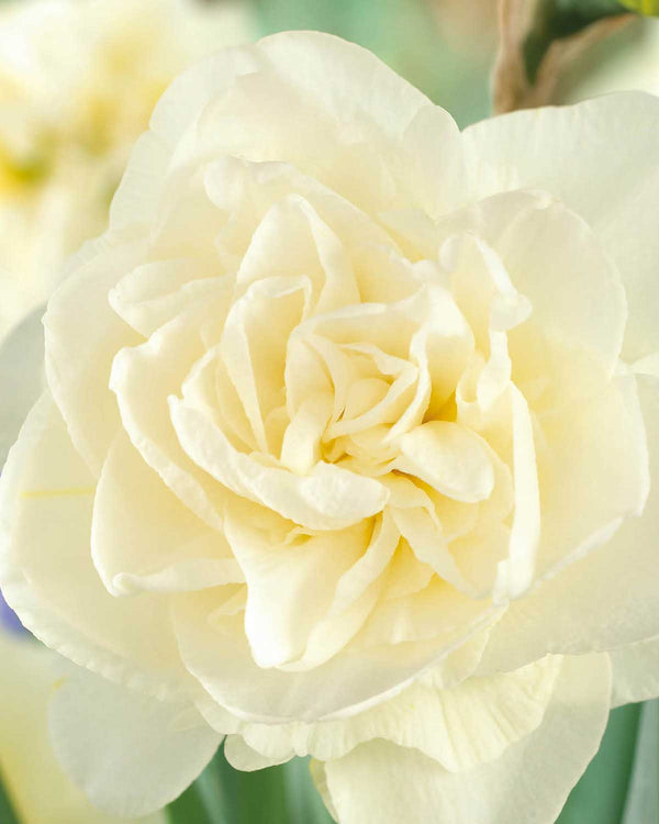Påskelilje, Narcissus 'Obdam'  - 5 stk blomsterløg