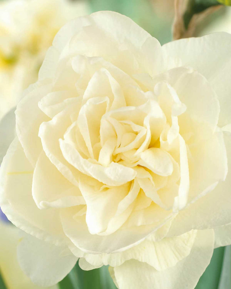 Påskelilje, Narcissus 'Obdam'  - 5 stk blomsterløg