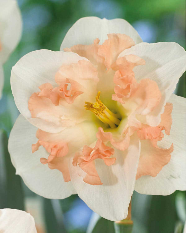 Påskelilje, Narcissus 'Pink Wonder' - 3 stk blomsterløg