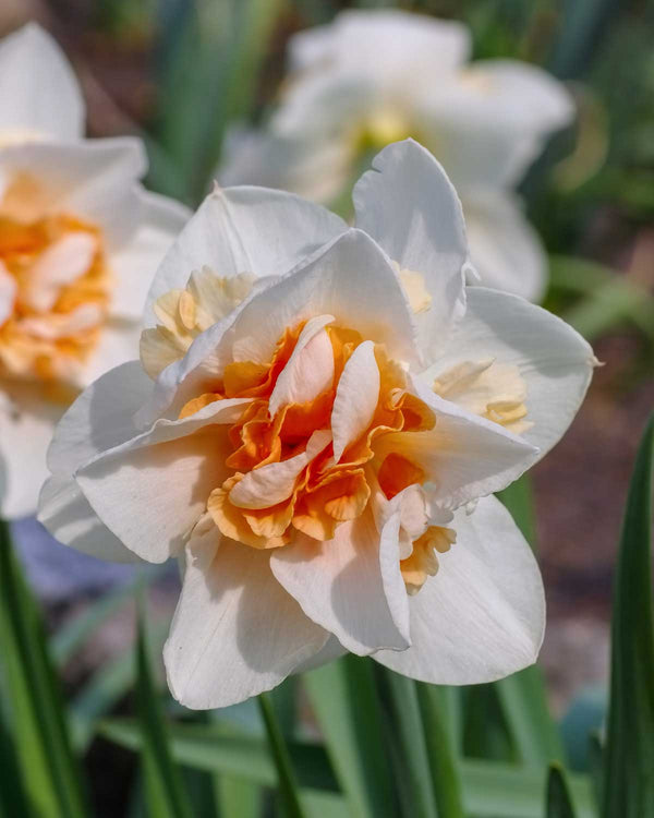 Påskelilje, Narcissus 'Replete'  - 5 stk blomsterløg
