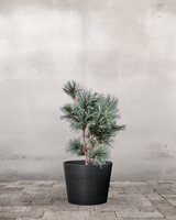 type=Greenify Udendørskrukke/color=Sort