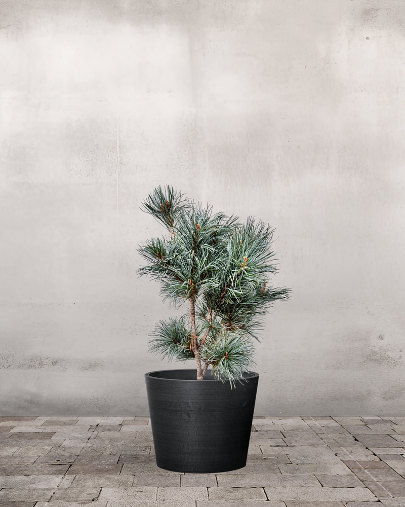 type=Greenify Udendørskrukke/color=Sort