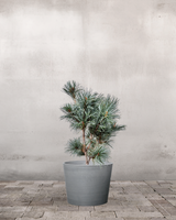 type=Greenify Udendørskrukke/color=Grå