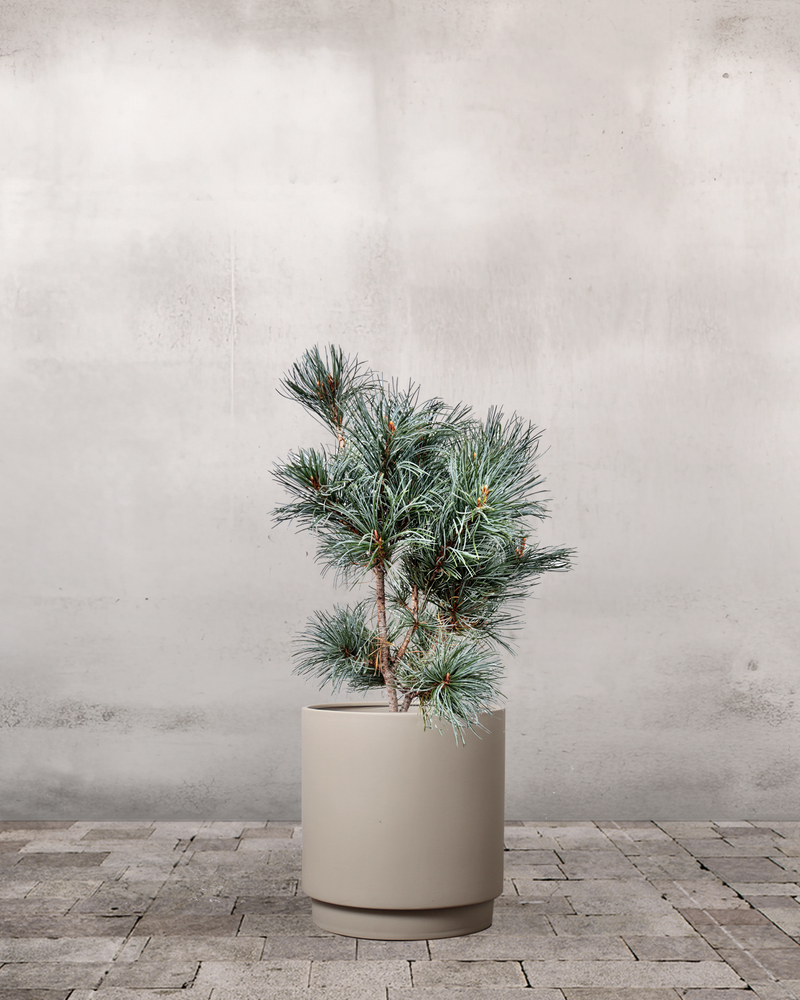 type=Simple krukke/color=Light Sand