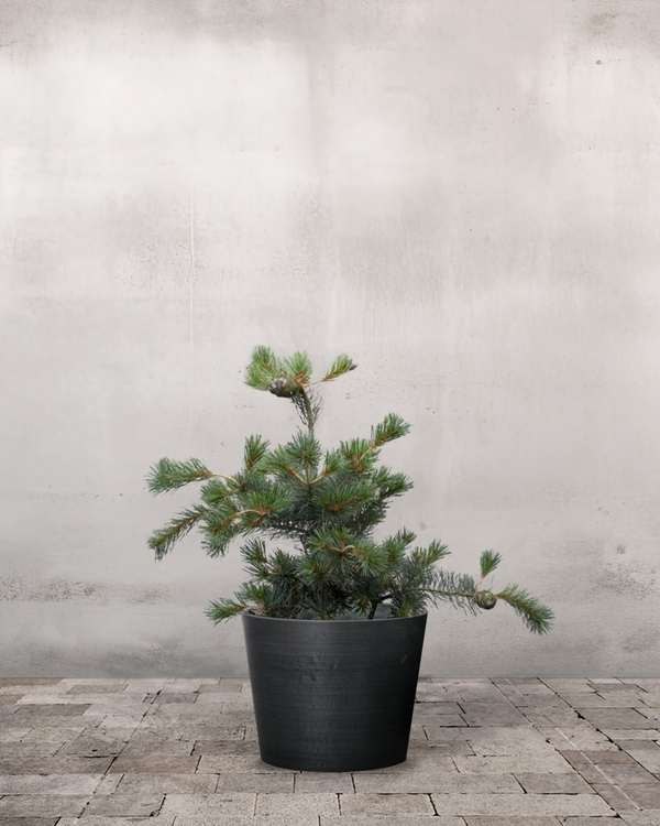 Penselfyr Pinus Paviflora 'Negishi' - 60-80 cm