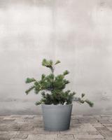 Penselfyr Pinus Paviflora 'Negishi' - 60-80 cm