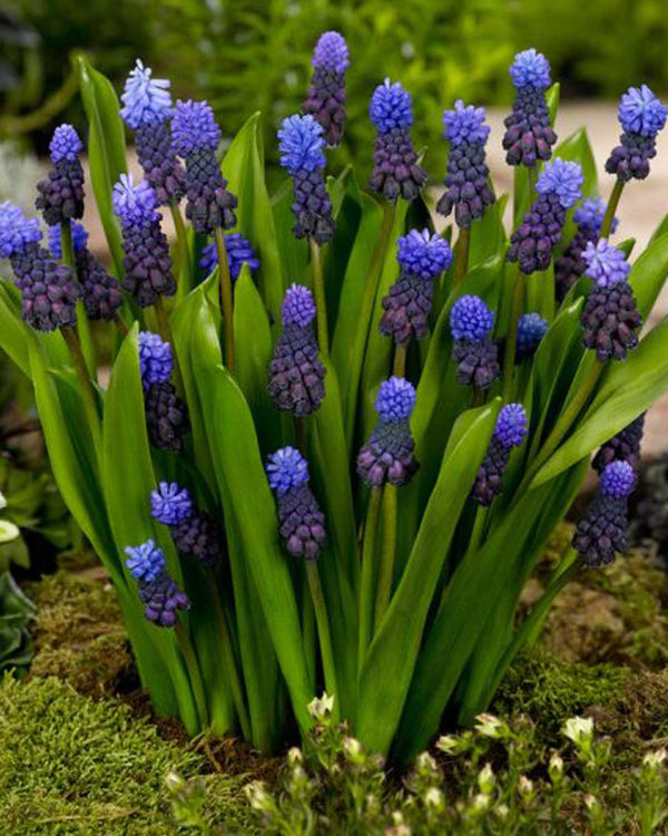 Perlehyacint, Muscari 'Latifolium' - 10 stk blomsterløg