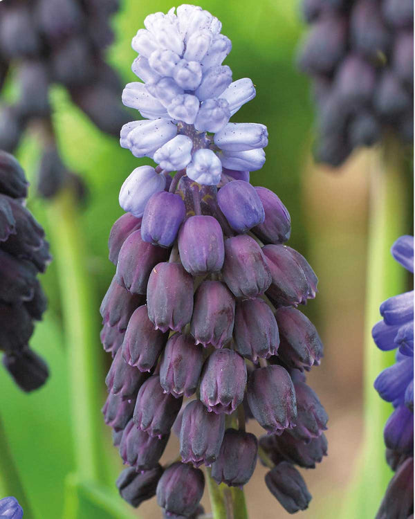 Perlehyacint, Muscari 'Latifolium' - 10 stk blomsterløg