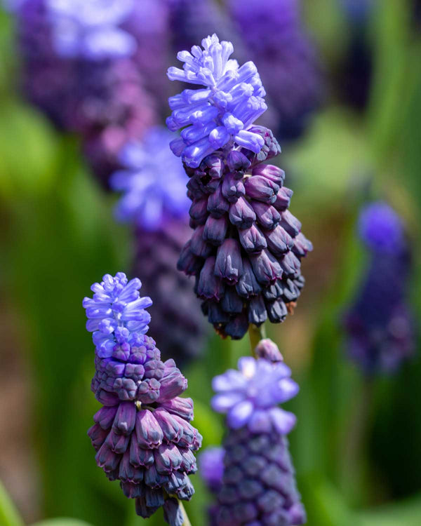 Perlehyacint, Muscari 'Latifolium' - 10 stk blomsterløg