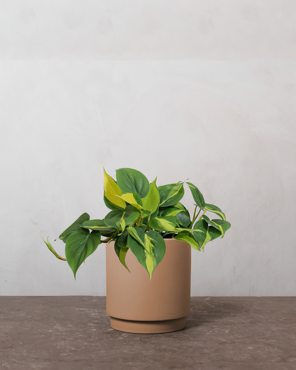 Philodendron 'Brazil' - 15-20 cm