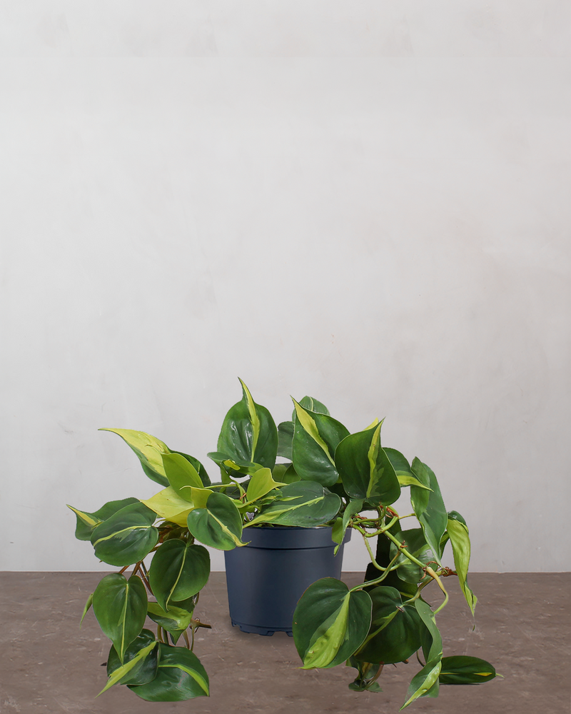Philodendron 'Brazil' - 25-35 cm