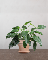 Philodendron 'Congo' - 80-100 cm