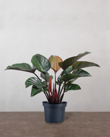 Philodendron 'Congo Rojo' - 80-100 cm