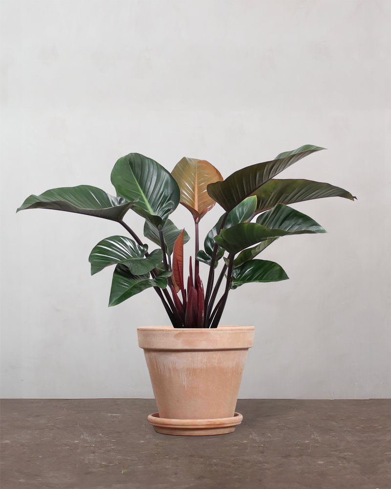 Philodendron 'Congo Rojo' - 80-100 cm