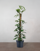 Philodendron 'Dragon Tail' - 190-210 cm