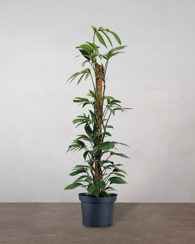 Philodendron 'Dragon Tail' - 190-210 cm