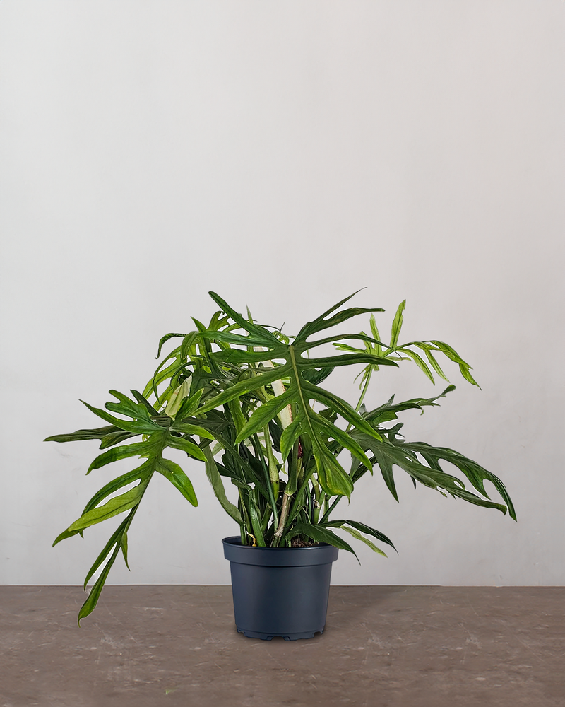 Philodendron Elegans - 60-80 cm