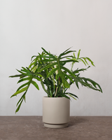 Philodendron Elegans - 60-80 cm