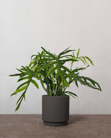 Philodendron Elegans - 60-80 cm