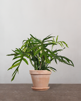 Philodendron Elegans - 60-80 cm