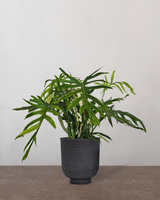 Philodendron Elegans - 60-80 cm