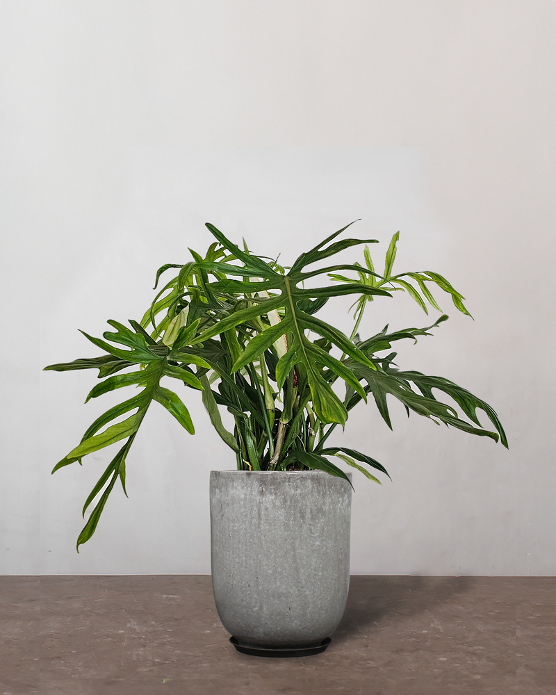 Philodendron Elegans - 60-80 cm