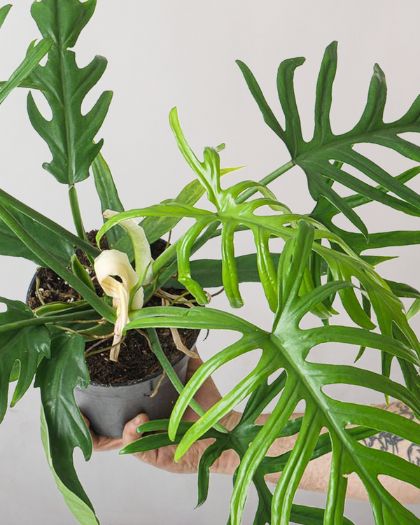 Philodendron Elegans - 60-80 cm