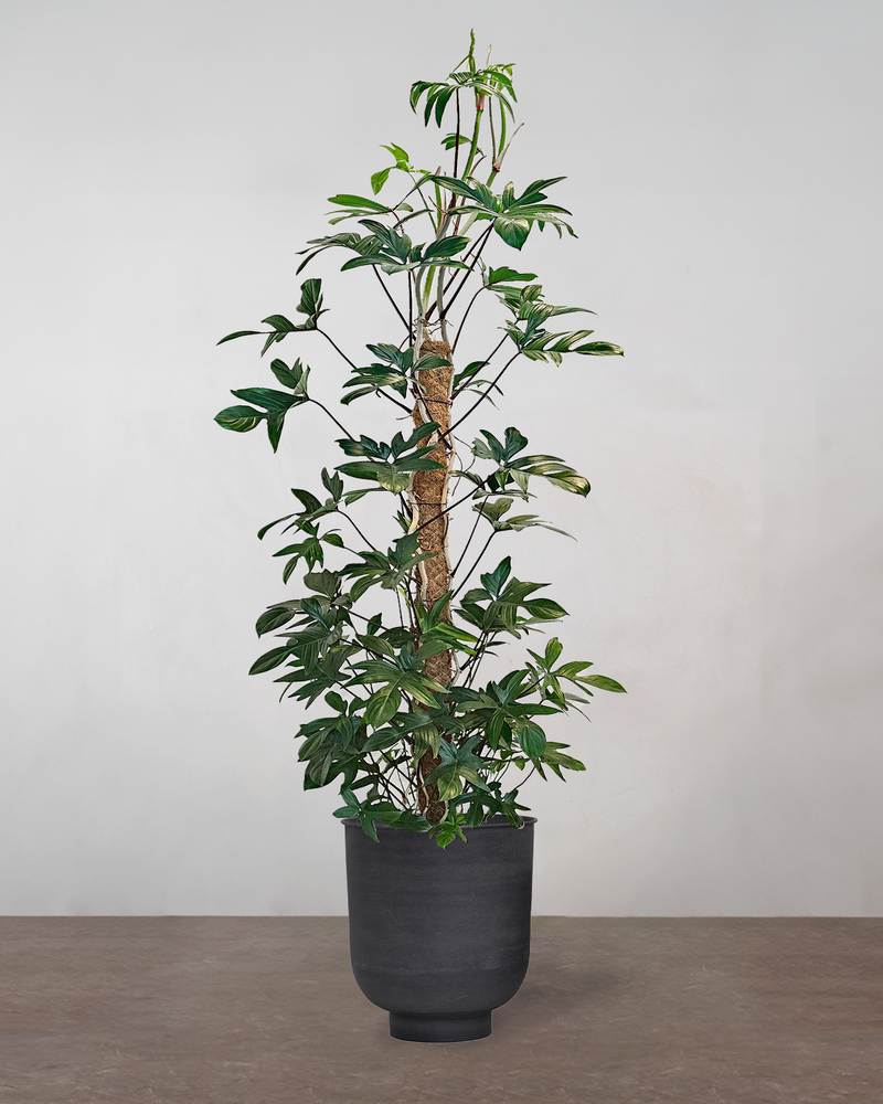 Philodendron 'Florida' - 150-170 cm