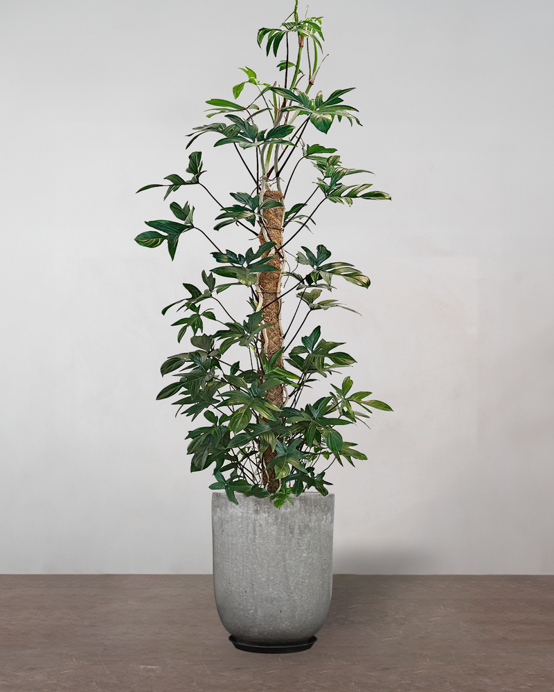 Philodendron 'Florida' - 150-170 cm