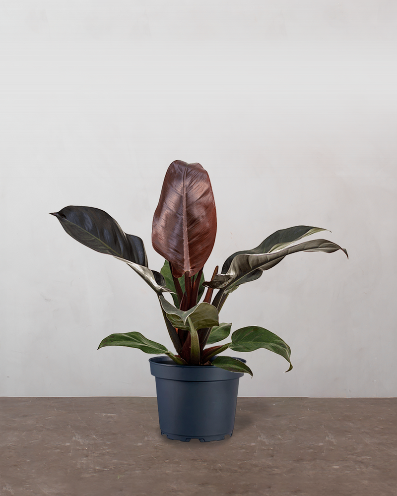 Philodendron Imperial Red - 30-40 cm