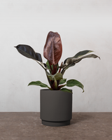 Philodendron Imperial Red - 30-40 cm