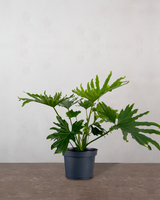 Philodendron Lickety Split - 50-70 cm