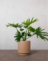 Philodendron Lickety Split - 50-70 cm