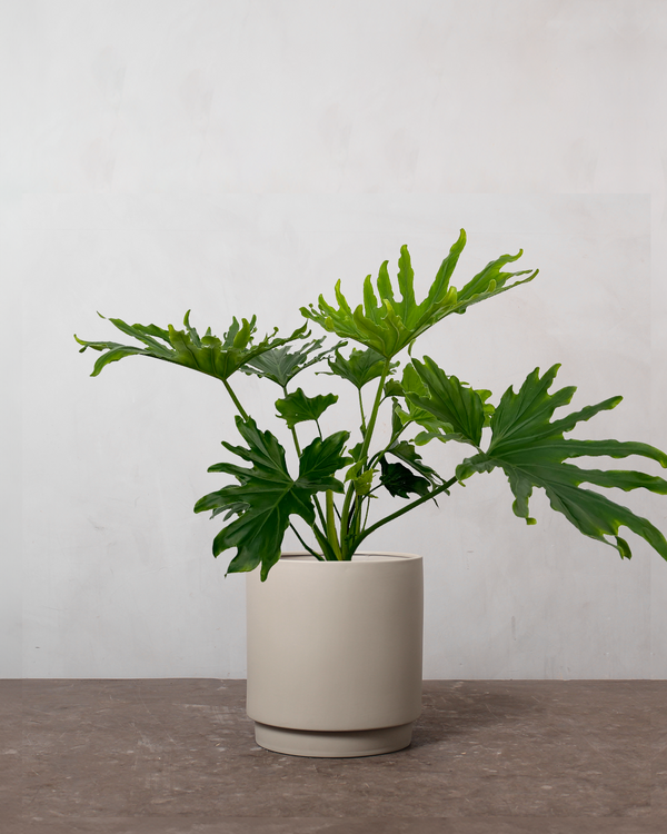 Philodendron Lickety Split - 50-70 cm