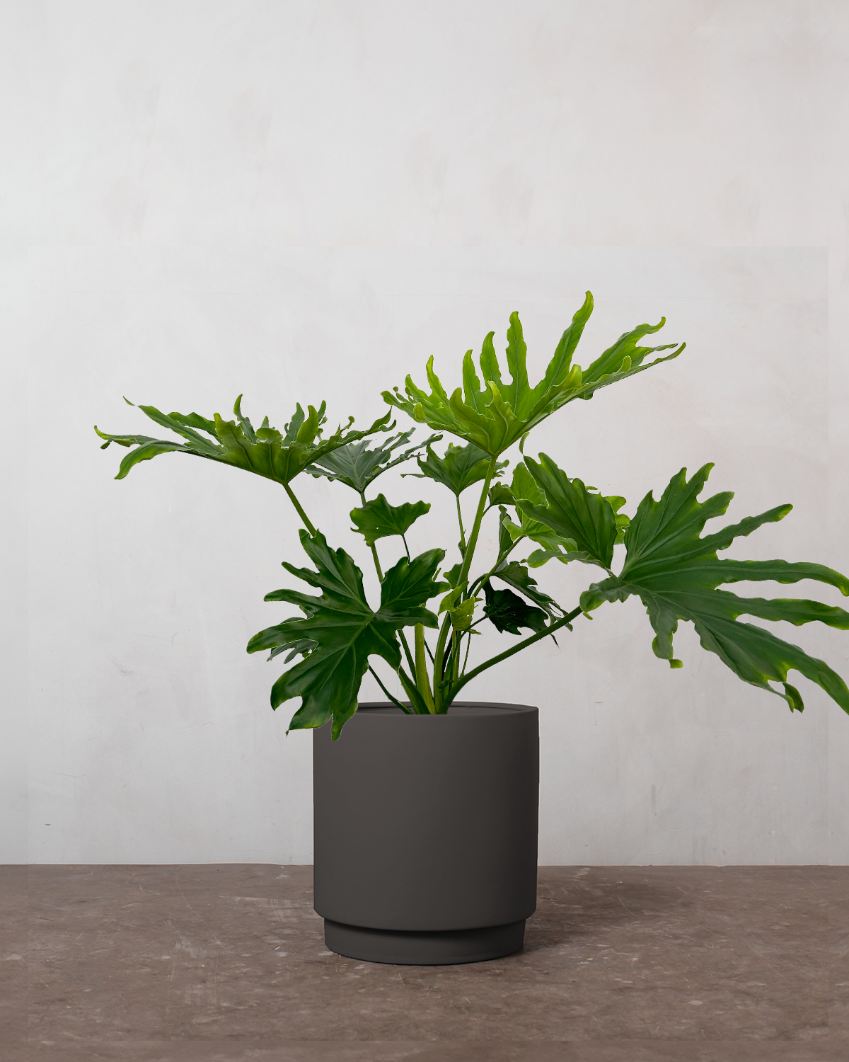 Philodendron Lickety Split