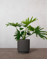 Philodendron Lickety Split - 50-70 cm