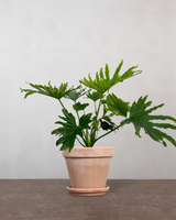 Philodendron Lickety Split - 50-70 cm