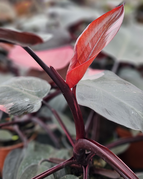 Philodendron 'Pink Princess' - 25-35 cm