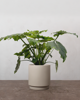 Grøn Julegavepakke: Philodendron & Strelitzia med Plejesæt