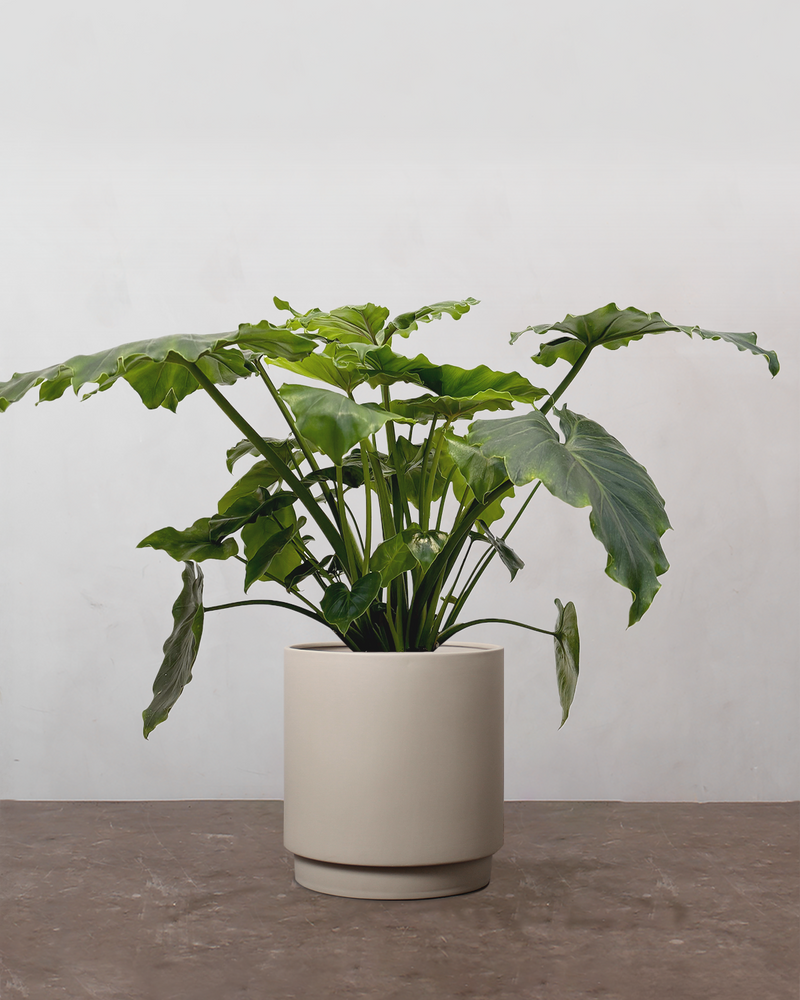 Grøn Julegavepakke: Philodendron & Strelitzia med Plejesæt