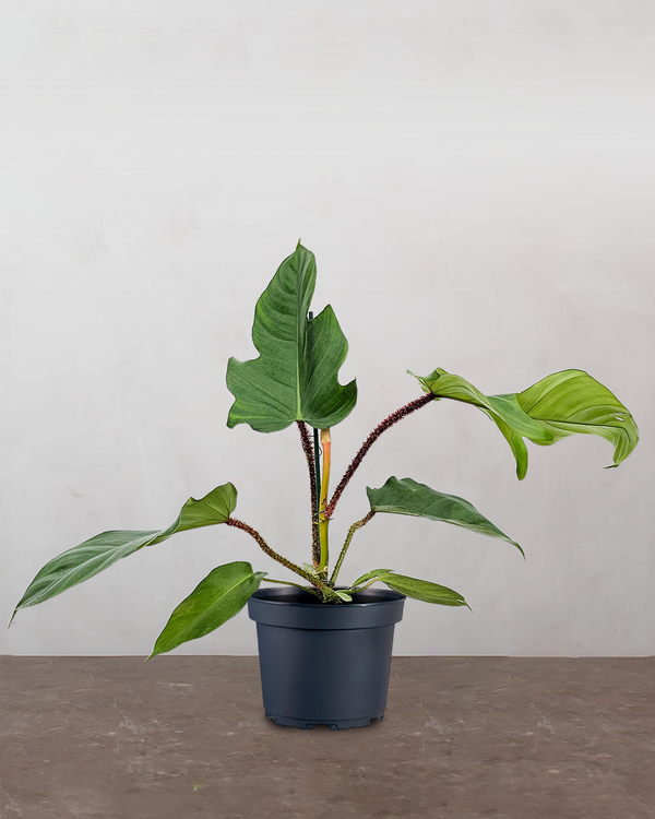 Philodendron Squamiferum - 30-50 cm